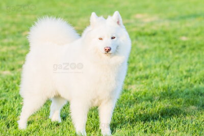 Samojed (Samoyed)