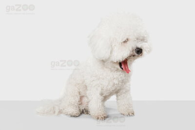 Bichon