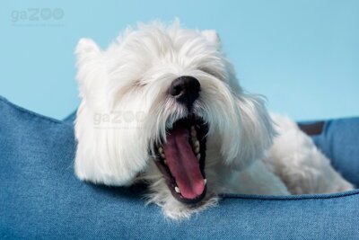 West Highland White Terrier (Westie)